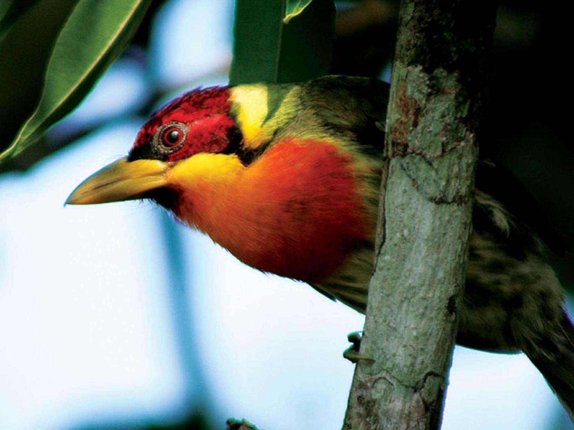 Inkaterra Reserva Amazonica Puerto Maldonado Buitenkant foto